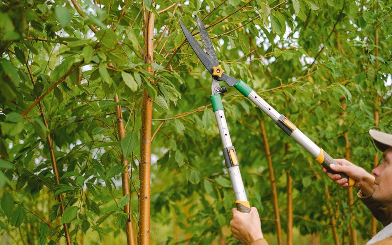 Tree trimming in Bridgeville, PA